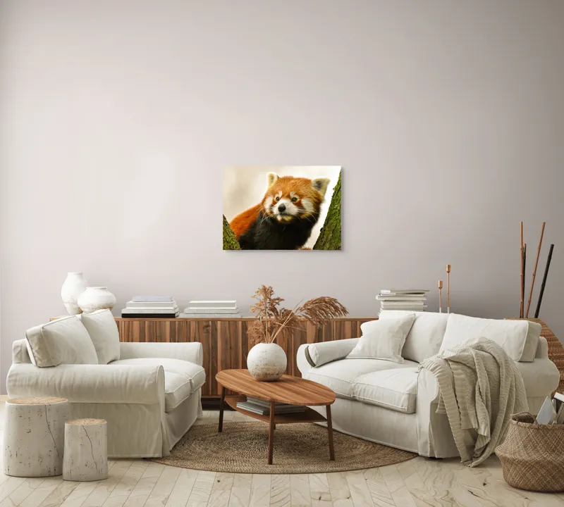 Tablou Canvas, "Micuțul panda roșu printre copaci", Roșcat, Blană, Urechiușe, Privire, Copac, Natură, Drăgălaș, Curios, Mic, Adorabil, 70 x 50 cm – poza 6