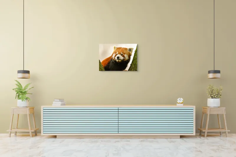Tablou Canvas, "Micuțul panda roșu printre copaci", Roșcat, Blană, Urechiușe, Privire, Copac, Natură, Drăgălaș, Curios, Mic, Adorabil, 70 x 50 cm – poza 7
