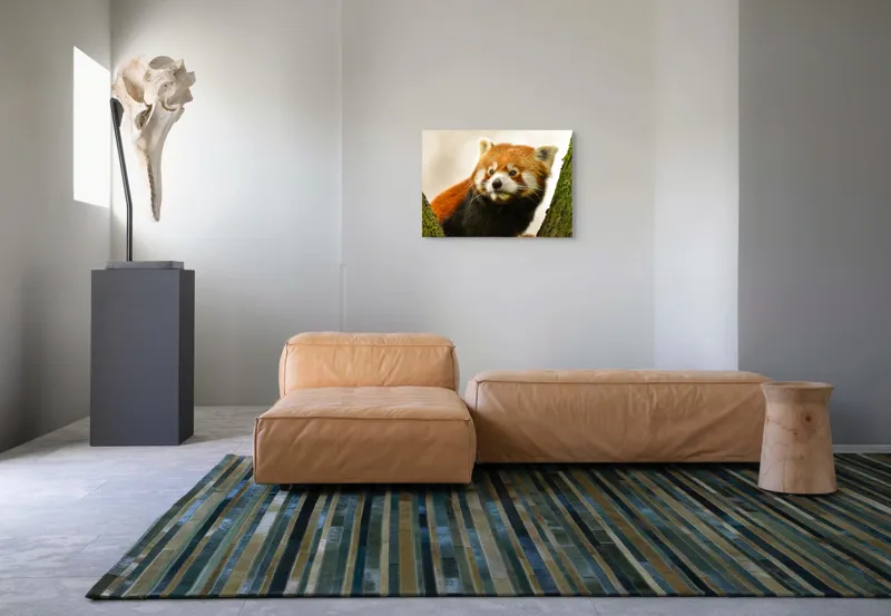 Tablou Canvas, "Micuțul panda roșu printre copaci", Roșcat, Blană, Urechiușe, Privire, Copac, Natură, Drăgălaș, Curios, Mic, Adorabil, 70 x 50 cm – poza 8