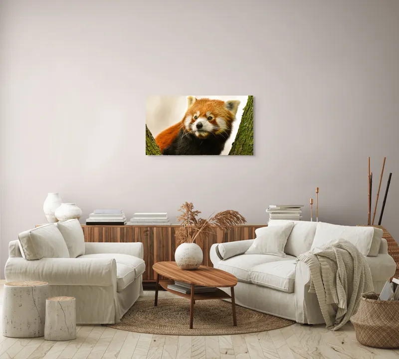 Tablou Canvas, "Micuțul panda roșu printre copaci", Roșcat, Blană, Urechiușe, Privire, Copac, Natură, Drăgălaș, Curios, Mic, Adorabil, 90 x 50 cm – poza 4