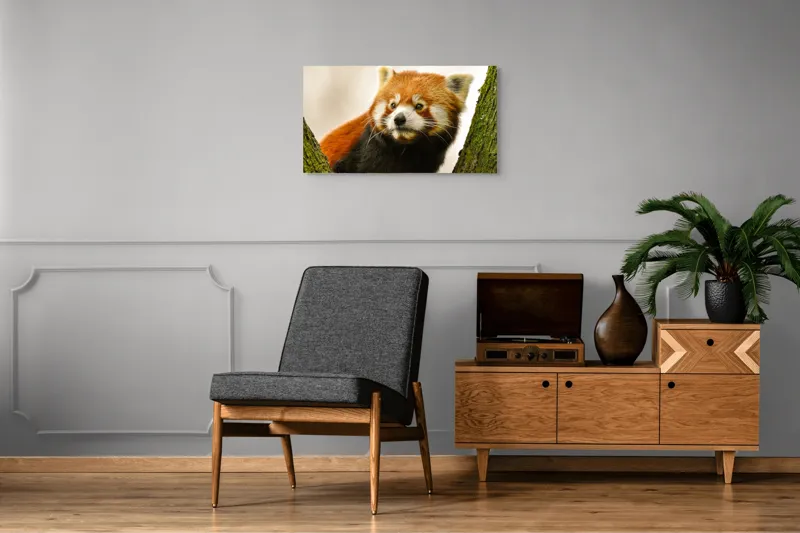 Tablou Canvas, "Micuțul panda roșu printre copaci", Roșcat, Blană, Urechiușe, Privire, Copac, Natură, Drăgălaș, Curios, Mic, Adorabil, 90 x 50 cm – poza 6