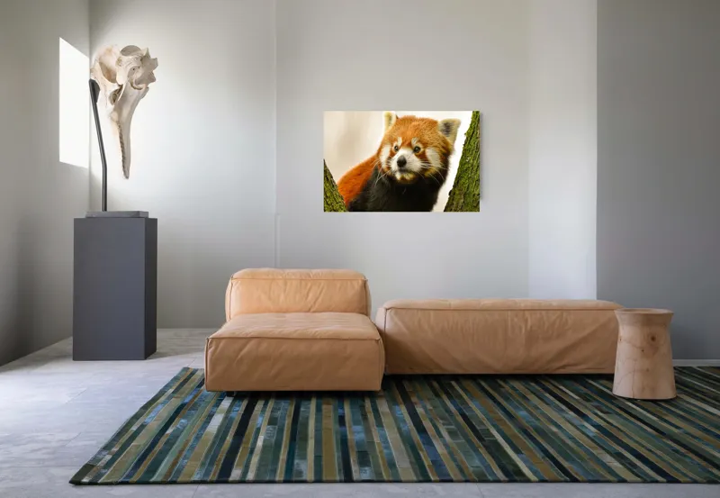 Tablou Canvas, "Micuțul panda roșu printre copaci", Roșcat, Blană, Urechiușe, Privire, Copac, Natură, Drăgălaș, Curios, Mic, Adorabil, 90 x 50 cm – poza 8