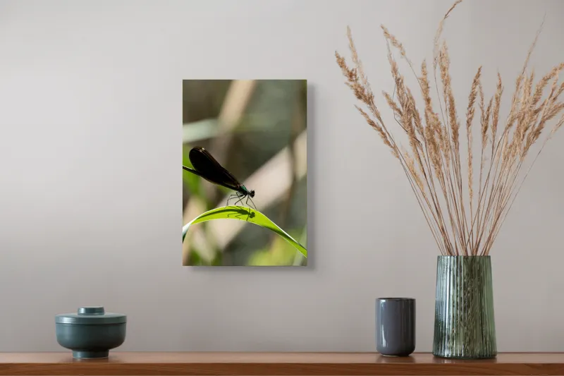 Tablou Canvas, "Libelula odihnindu-se pe frunză verde", Libelulă, Frunză, Umbră, Natură, Verde, Zburătoare, Delicatețe, Antene., 26 x 39 cm – poza 5