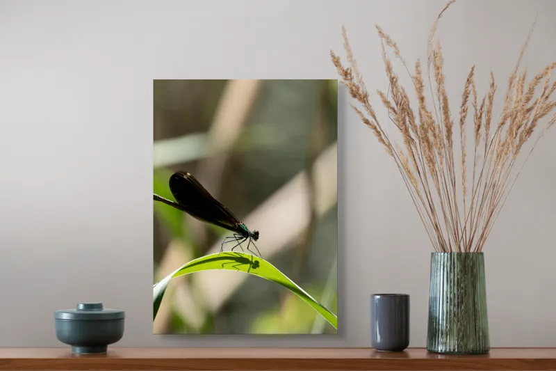 Tablou Canvas, "Libelula odihnindu-se pe frunză verde", Libelulă, Frunză, Umbră, Natură, Verde, Zburătoare, Delicatețe, Antene., 39 x 54 cm – poza 3