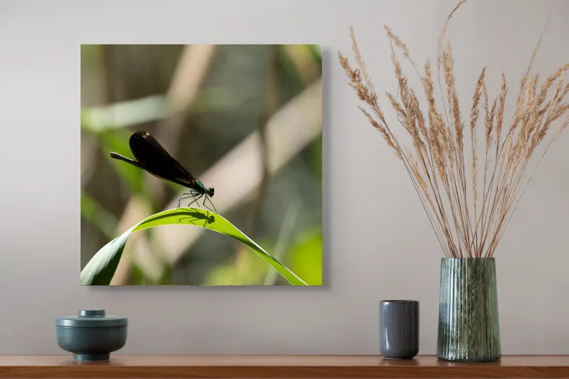 Tablou Canvas, "Libelula odihnindu-se pe frunză verde", Libelulă, Frunză, Umbră, Natură, Verde, Zburătoare, Delicatețe, Antene., 50 x 50 cm – poza 4