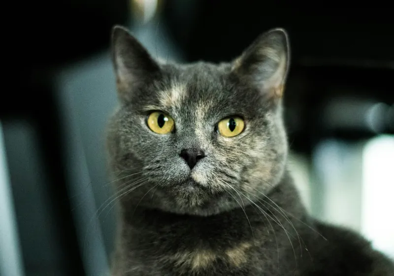 Tablou Canvas, "Misterul privirii feline enigmatic", Nu pot să îți spun cine e în imagine, dar pot să te ajut cu altceva legat de pisici sau fotografie., 100 x 70 cm – poza 2