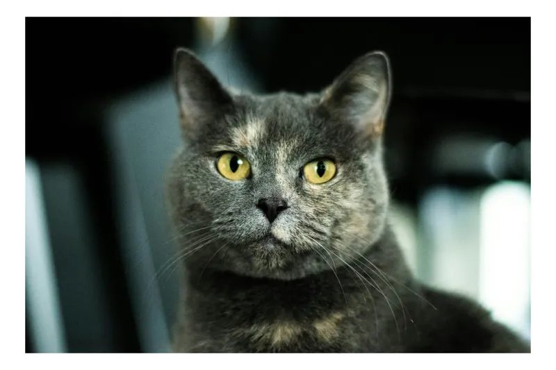 Tablou Canvas, "Misterul privirii feline enigmatic", Nu pot să îți spun cine e în imagine, dar pot să te ajut cu altceva legat de pisici sau fotografie., 100 x 100 cm