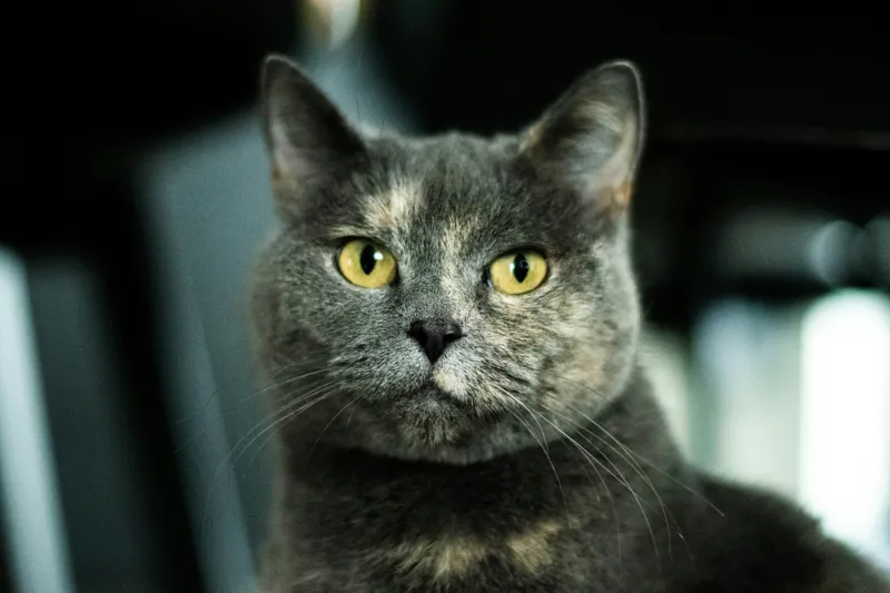 Tablou Canvas, "Misterul privirii feline enigmatic", Nu pot să îți spun cine e în imagine, dar pot să te ajut cu altceva legat de pisici sau fotografie., 150 x 100 cm – poza 2