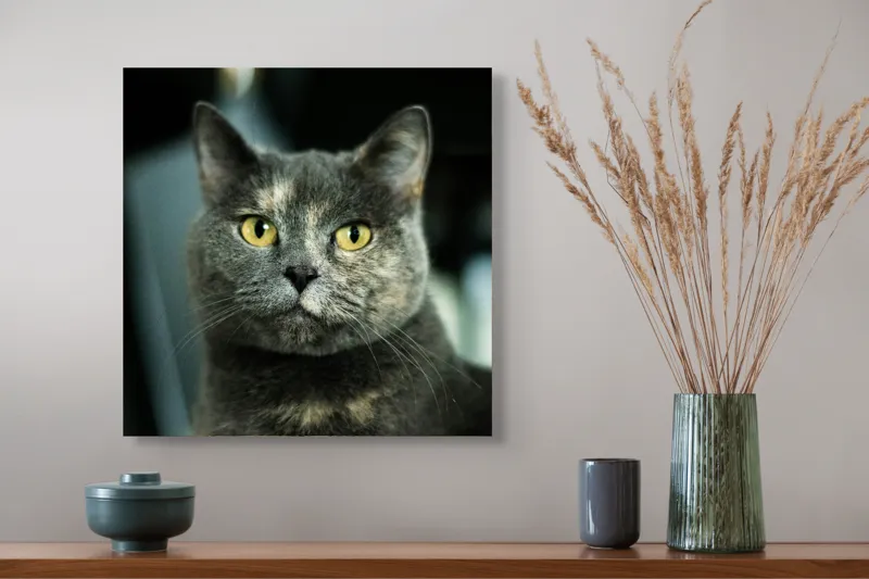 Tablou Canvas, "Misterul privirii feline enigmatic", Nu pot să îți spun cine e în imagine, dar pot să te ajut cu altceva legat de pisici sau fotografie., 50 x 50 cm – poza 4
