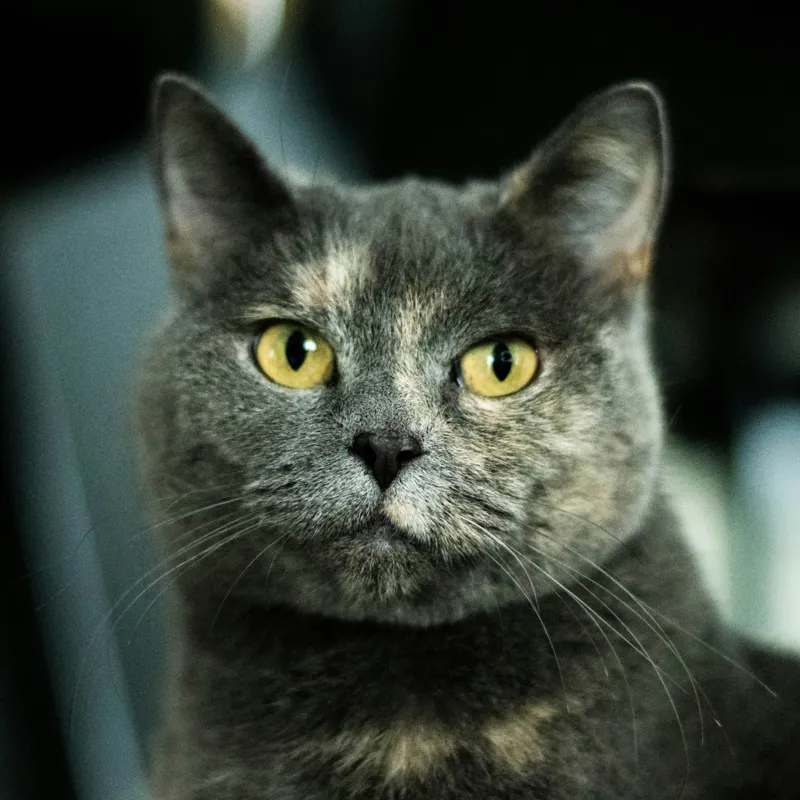 Tablou Canvas, "Misterul privirii feline enigmatic", Nu pot să îți spun cine e în imagine, dar pot să te ajut cu altceva legat de pisici sau fotografie., 50 x 50 cm – poza 2