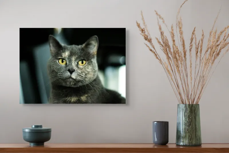 Tablou Canvas, "Misterul privirii feline enigmatic", Nu pot să îți spun cine e în imagine, dar pot să te ajut cu altceva legat de pisici sau fotografie., 54 x 39 cm – poza 4