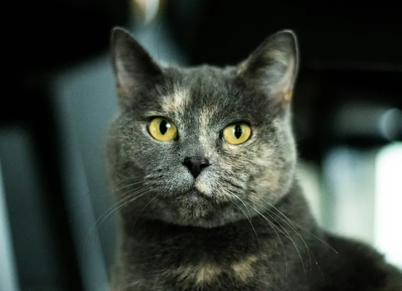 Tablou Canvas, "Misterul privirii feline enigmatic", Nu pot să îți spun cine e în imagine, dar pot să te ajut cu altceva legat de pisici sau fotografie., 54 x 39 cm – poza 2