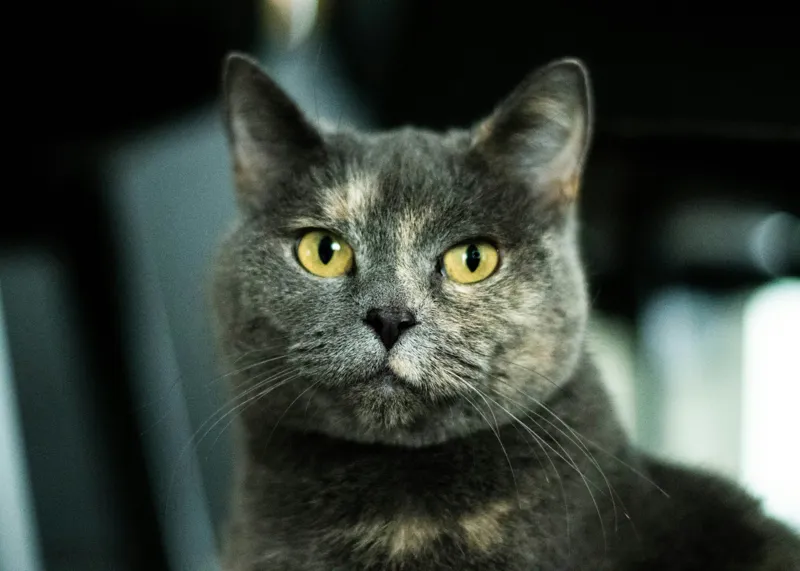 Tablou Canvas, "Misterul privirii feline enigmatic", Nu pot să îți spun cine e în imagine, dar pot să te ajut cu altceva legat de pisici sau fotografie., 70 x 50 cm – poza 2