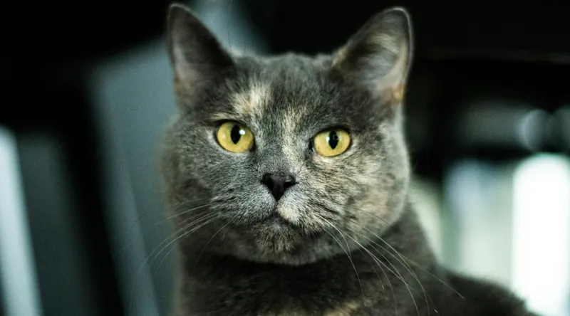 Tablou Canvas, "Misterul privirii feline enigmatic", Nu pot să îți spun cine e în imagine, dar pot să te ajut cu altceva legat de pisici sau fotografie., 90 x 50 cm – poza 2
