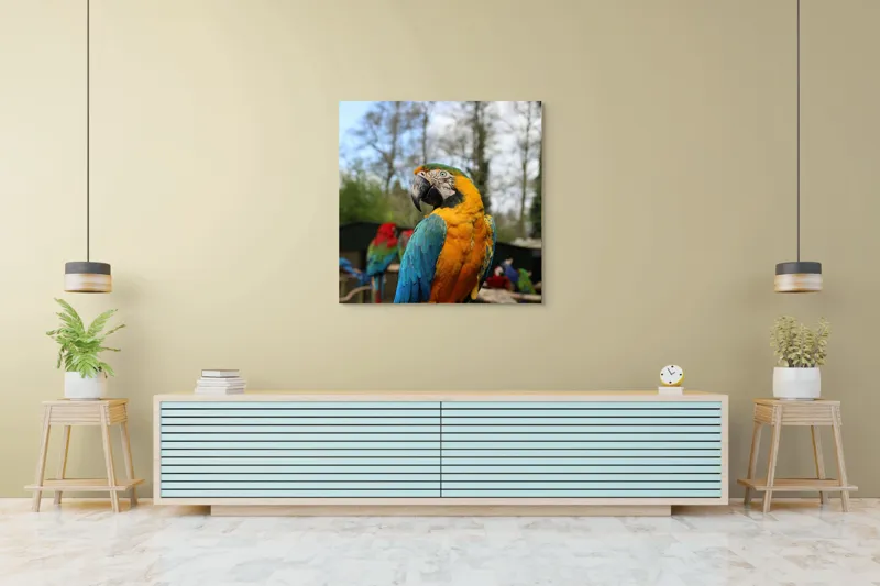 Tablou Canvas, "Papagalul Ara în lumina soarelui", Pasăre, Papagal, Colorat, Albastru, Galben, Natură, Pene, Frumos, Viu, Ținută, Ramură, 100 x 100 cm – poza 5