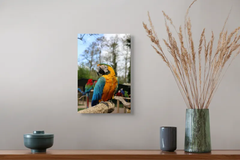 Tablou Canvas, "Papagalul Ara în lumina soarelui", Pasăre, Papagal, Colorat, Albastru, Galben, Natură, Pene, Frumos, Viu, Ținută, Ramură, 26 x 39 cm – poza 5
