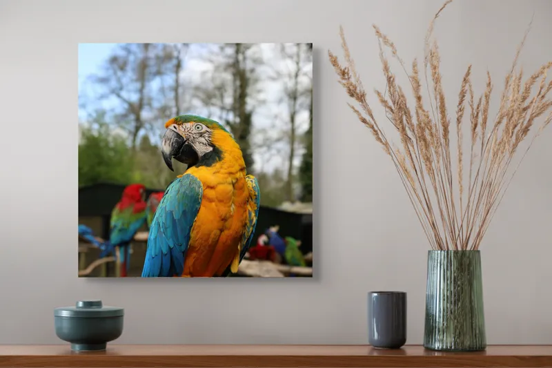 Tablou Canvas, "Papagalul Ara în lumina soarelui", Pasăre, Papagal, Colorat, Albastru, Galben, Natură, Pene, Frumos, Viu, Ținută, Ramură, 50 x 50 cm – poza 4
