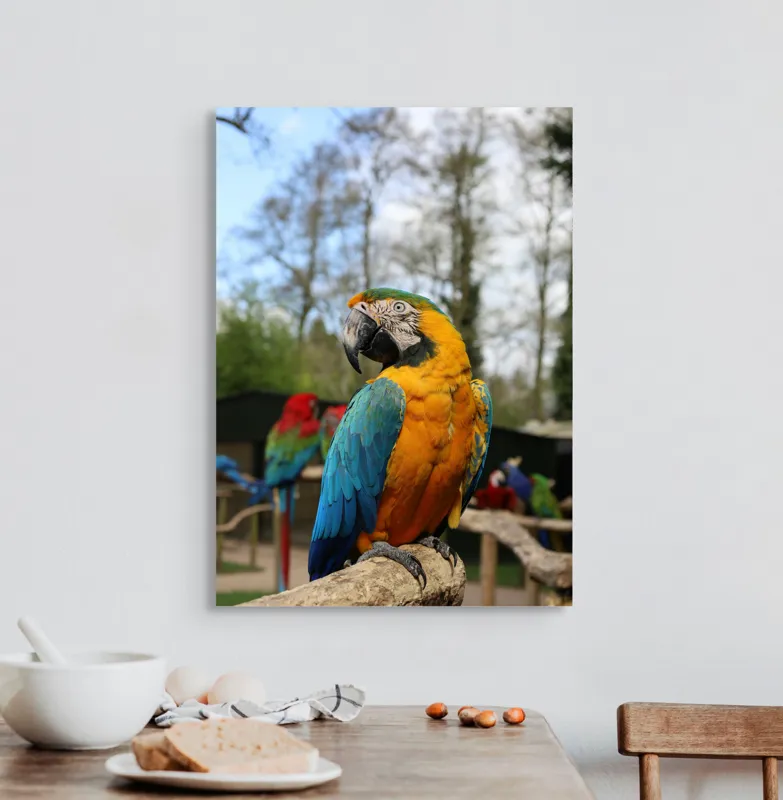 Tablou Canvas, "Papagalul Ara în lumina soarelui", Pasăre, Papagal, Colorat, Albastru, Galben, Natură, Pene, Frumos, Viu, Ținută, Ramură, 50 x 70 cm – poza 3