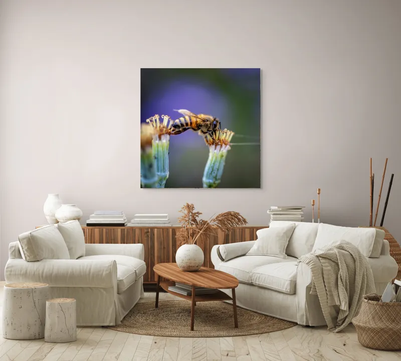 Tablou Canvas, "Albina lucrătoare pe floare delicată", Albină, Polen, Flori, Natural, Fragilitate, Echilibru, Natură, Violet, Verde, Antene, Aripi, 100 x 100 cm – poza 3