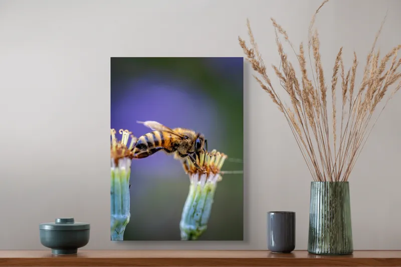 Tablou Canvas, "Albina lucrătoare pe floare delicată", Albină, Polen, Flori, Natural, Fragilitate, Echilibru, Natură, Violet, Verde, Antene, Aripi, 39 x 54 cm – poza 3