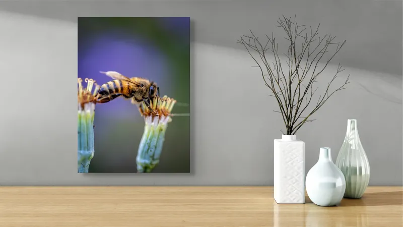 Tablou Canvas, "Albina lucrătoare pe floare delicată", Albină, Polen, Flori, Natural, Fragilitate, Echilibru, Natură, Violet, Verde, Antene, Aripi, 39 x 54 cm – poza 4