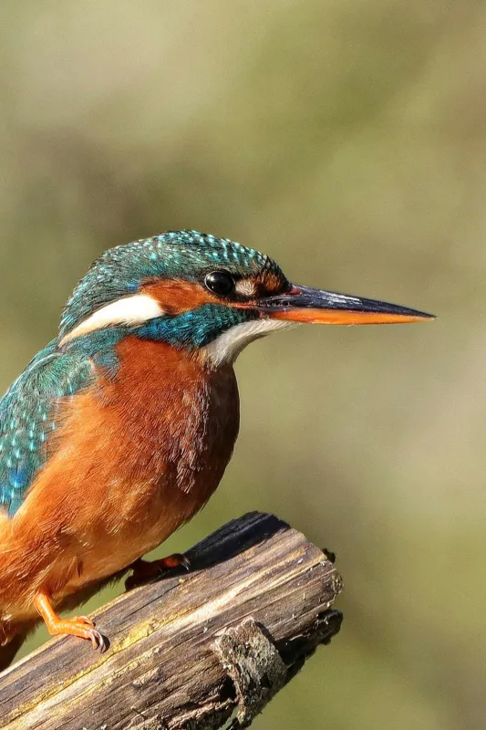 Tablou Canvas, "Pescarus albastru pe ramura toamnei", Pasăre, Albastră, Portocalie, Cioc Ascuțit, Pe Ramură, Plină De Viață, Natură, Frumusețe, Penaj Lucios, 100 x 150 cm – poza 2
