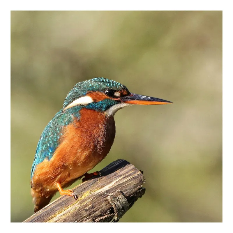 Tablou Canvas, "Pescarus albastru pe ramura toamnei", Pasăre, Albastră, Portocalie, Cioc Ascuțit, Pe Ramură, Plină De Viață, Natură, Frumusețe, Penaj Lucios, 70 x 100 cm