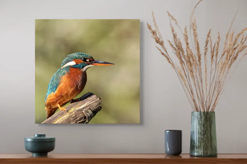 Tablou Canvas, "Pescarus albastru pe ramura toamnei", Pasăre, Albastră, Portocalie, Cioc Ascuțit, Pe Ramură, Plină De Viață, Natură, Frumusețe, Penaj Lucios, 50 x 50 cm – poza 4