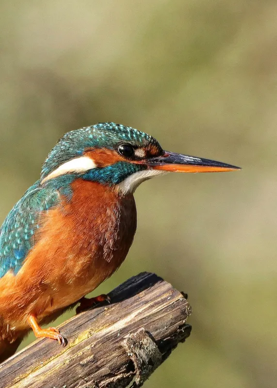 Tablou Canvas, "Pescarus albastru pe ramura toamnei", Pasăre, Albastră, Portocalie, Cioc Ascuțit, Pe Ramură, Plină De Viață, Natură, Frumusețe, Penaj Lucios, 50 x 70 cm – poza 2