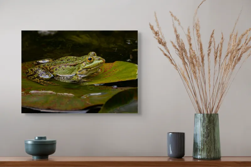 Tablou Canvas, "Broasca odihnindu-se pe o frunză", Broască, Apă, Frunză, Ochi, Natură, Verde, Reflecție, Piele, Habitat, Calm., 54 x 39 cm – poza 4