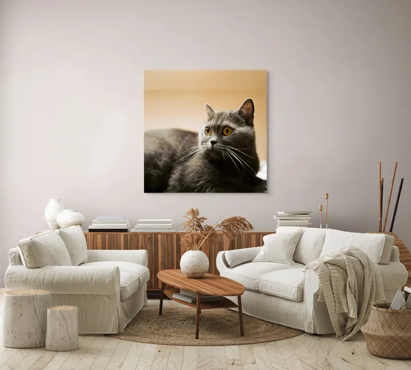 Tablou Canvas, "Pisica gri cu ochi ageri", Pisică, Gri, Privire, Blândă, Relaxată, Obraznică, Blană, Cedelă, Urechi, Ascuțite, 100 x 100 cm – poza 3