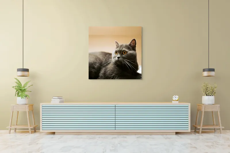 Tablou Canvas, "Pisica gri cu ochi ageri", Pisică, Gri, Privire, Blândă, Relaxată, Obraznică, Blană, Cedelă, Urechi, Ascuțite, 100 x 100 cm – poza 5