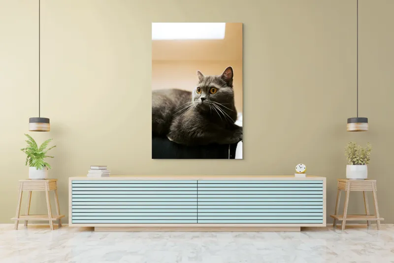 Tablou Canvas, "Pisica gri cu ochi ageri", Pisică, Gri, Privire, Blândă, Relaxată, Obraznică, Blană, Cedelă, Urechi, Ascuțite, 100 x 150 cm – poza 4