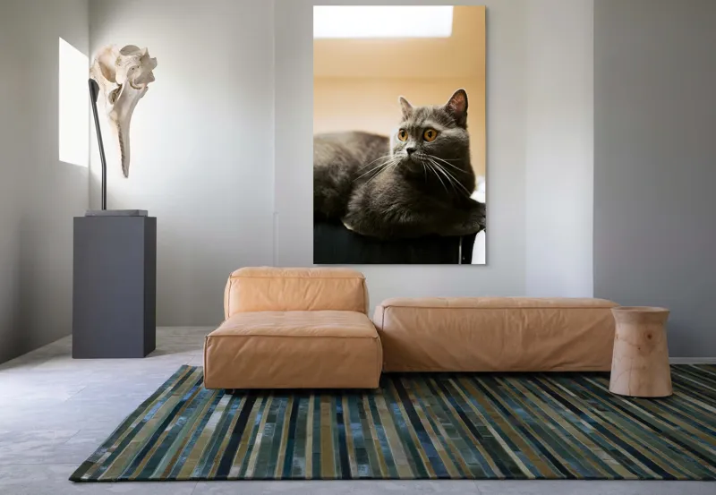 Tablou Canvas, "Pisica gri cu ochi ageri", Pisică, Gri, Privire, Blândă, Relaxată, Obraznică, Blană, Cedelă, Urechi, Ascuțite, 100 x 150 cm – poza 7