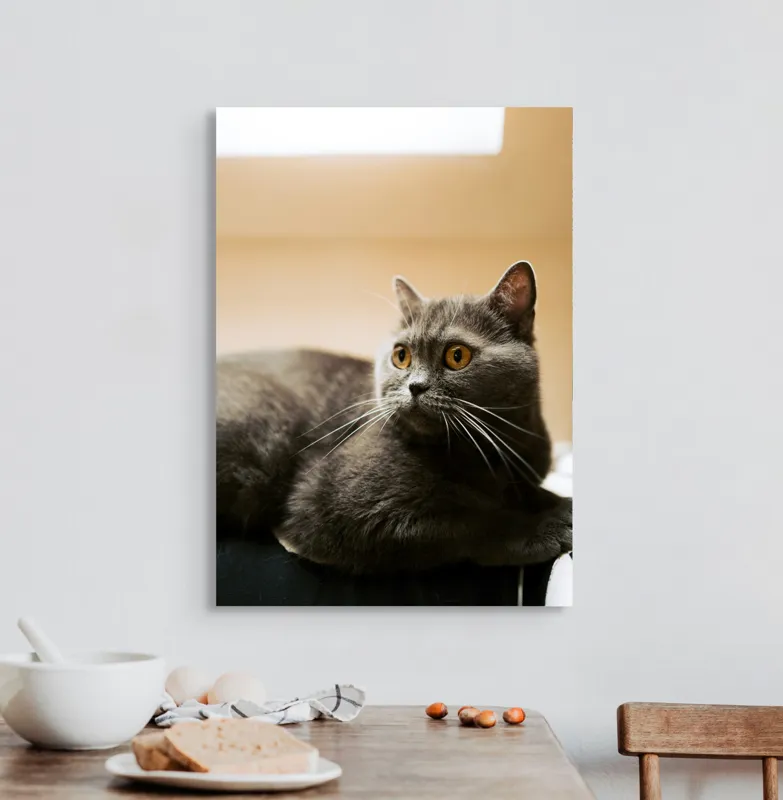 Tablou Canvas, "Pisica gri cu ochi ageri", Pisică, Gri, Privire, Blândă, Relaxată, Obraznică, Blană, Cedelă, Urechi, Ascuțite, 50 x 70 cm – poza 3