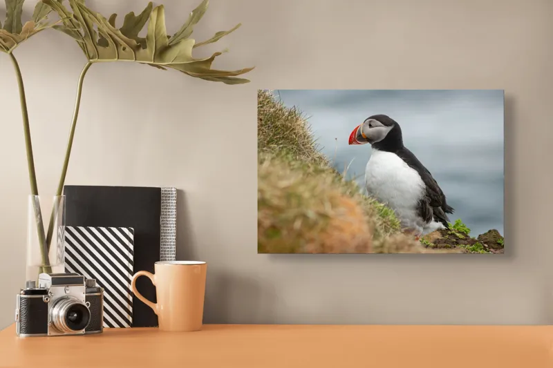 Tablou Canvas, "Papagal de mare pe stâncă verde", Pinguin, Iarbă, Clif, Ocean, Cioc, Aripi, Blană., 39 x 26 cm – poza 3
