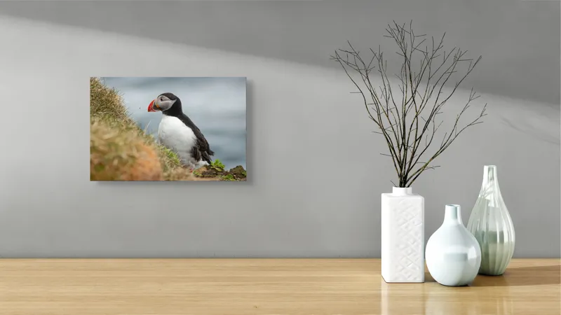 Tablou Canvas, "Papagal de mare pe stâncă verde", Pinguin, Iarbă, Clif, Ocean, Cioc, Aripi, Blană., 39 x 26 cm – poza 8