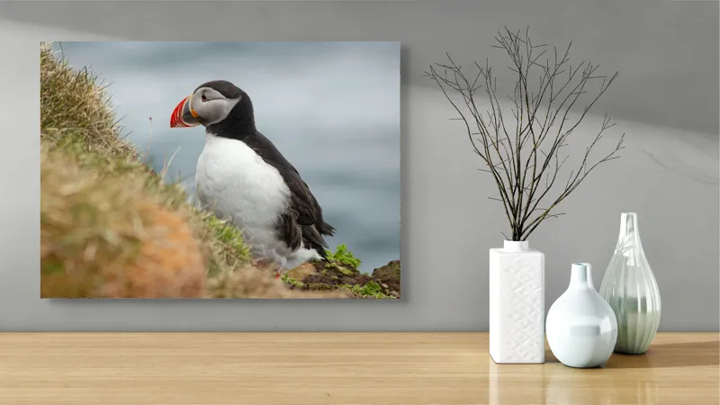 Tablou Canvas, "Papagal de mare pe stâncă verde", Pinguin, Iarbă, Clif, Ocean, Cioc, Aripi, Blană., 70 x 50 cm – poza 3