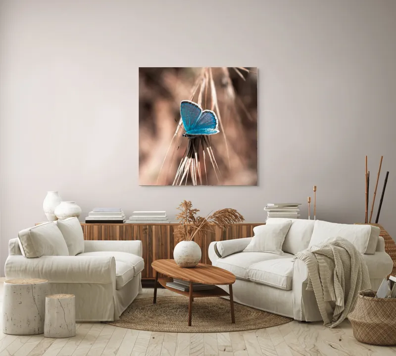Tablou Canvas, "Albastrul unui fluture delicat", Fluture, Albastru, Fragil, Natură, Secară, Lumină, Contrast, Aripi, Delicatețe, Solitudine, 100 x 100 cm – poza 3