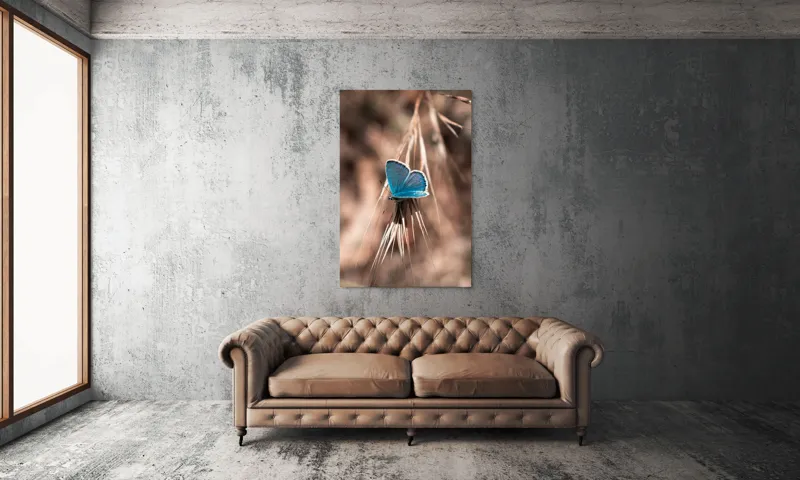 Tablou Canvas, "Albastrul unui fluture delicat", Fluture, Albastru, Fragil, Natură, Secară, Lumină, Contrast, Aripi, Delicatețe, Solitudine, 100 x 150 cm – poza 6