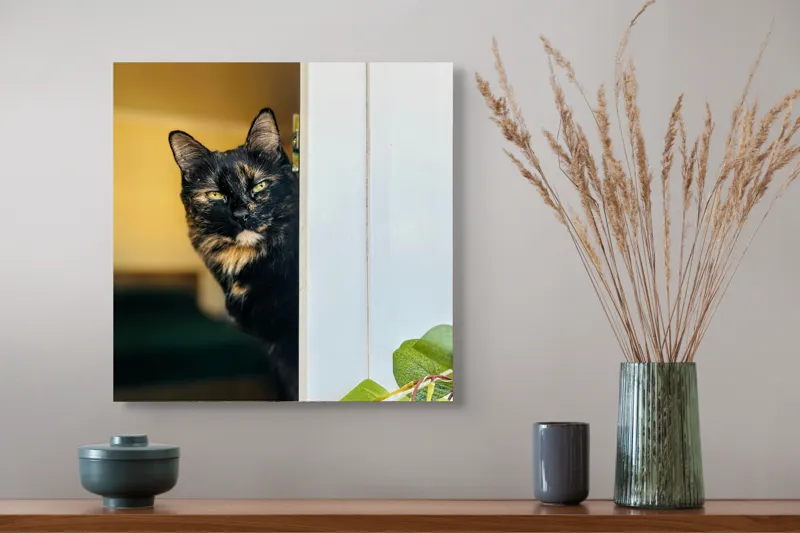 Tablou Canvas, "Pisica misterioasă în pragul ușii", Pisică, Blană, Fereastră, Privire, Curiozitate, Verdeață, Interior, Întuneric, Luminos, Relaxare, 50 x 50 cm – poza 4