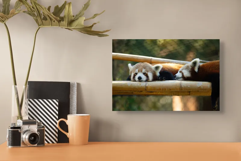 Tablou Canvas, "Panda roșii odihnindu-se pe lemn", 39 x 26 cm – poza 3