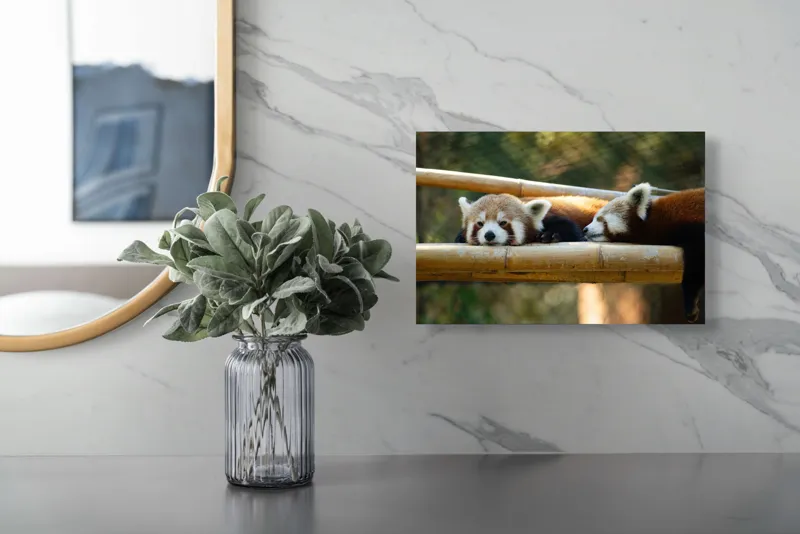 Tablou Canvas, "Panda roșii odihnindu-se pe lemn", 39 x 26 cm – poza 5
