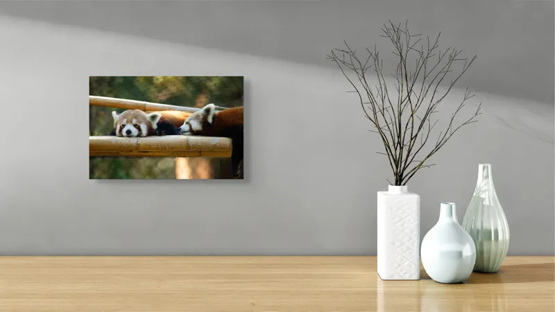 Tablou Canvas, "Panda roșii odihnindu-se pe lemn", 39 x 26 cm – poza 8