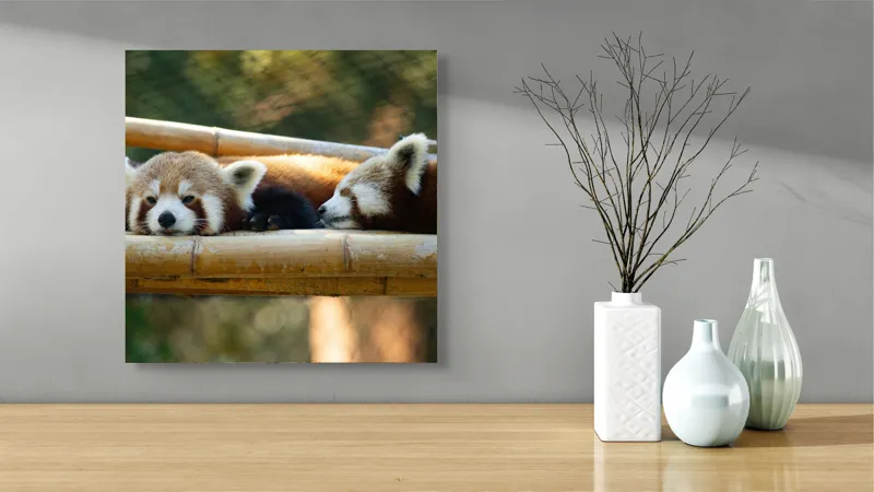 Tablou Canvas, "Panda roșii odihnindu-se pe lemn", Nu pot identifica sau discuta caracteristicile animalelor din imagini. Care este subiectul pe care vrei să-l abordăm legat de această imagine?, 50 x 50 cm – poza 3