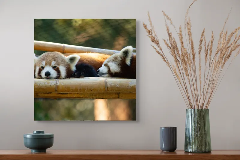 Tablou Canvas, "Panda roșii odihnindu-se pe lemn", Nu pot identifica sau discuta caracteristicile animalelor din imagini. Care este subiectul pe care vrei să-l abordăm legat de această imagine?, 50 x 50 cm – poza 4
