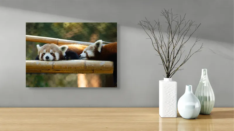 Tablou Canvas, "Panda roșii odihnindu-se pe lemn", 54 x 39 cm – poza 3