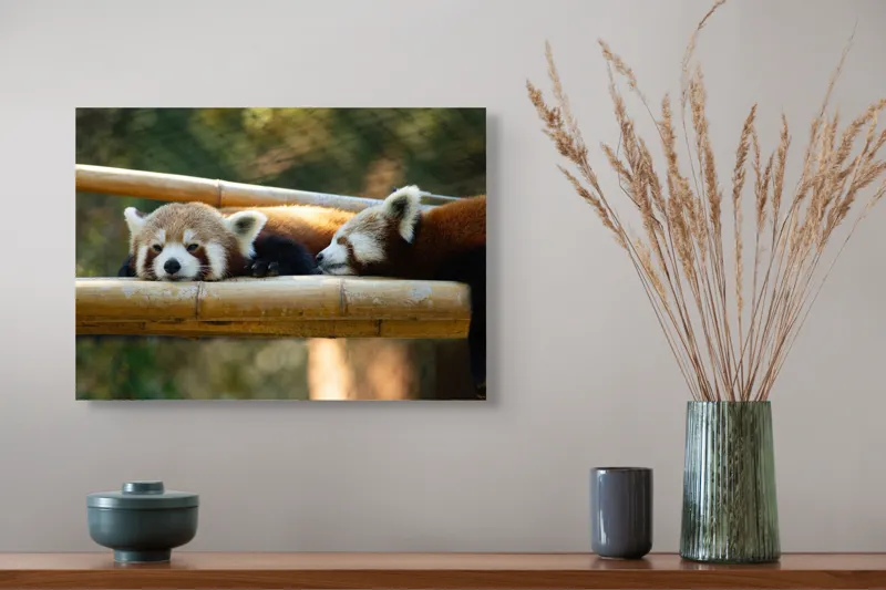 Tablou Canvas, "Panda roșii odihnindu-se pe lemn", 54 x 39 cm – poza 4