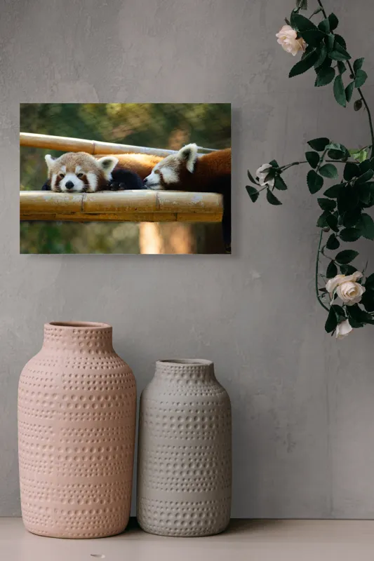 Tablou Canvas, "Panda roșii odihnindu-se pe lemn", 54 x 39 cm – poza 8