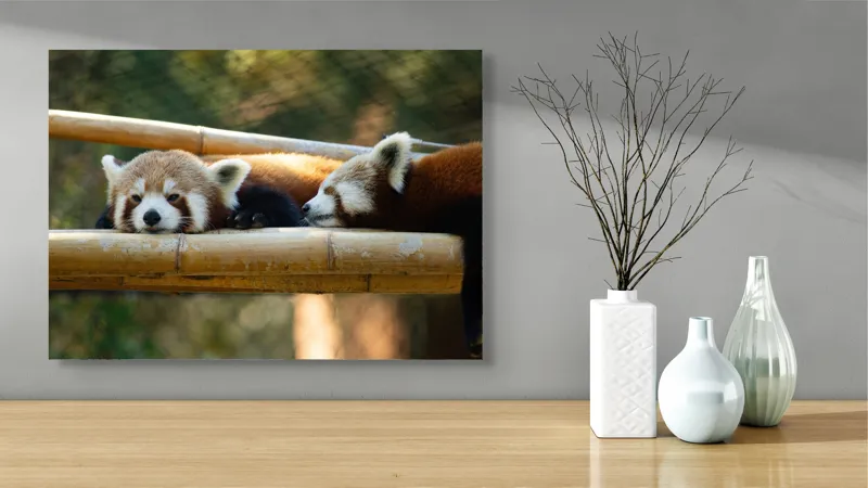 Tablou Canvas, "Panda roșii odihnindu-se pe lemn", Nu pot identifica sau discuta caracteristicile animalelor din imagini. Care este subiectul pe care vrei să-l abordăm legat de această imagine?, 70 x 50 cm – poza 3